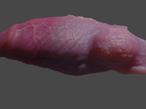 Fantasy Werewolf Penis Sheath 3D Model