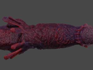 Fantasy Aboloth Demon Penis Rigged 3D Model