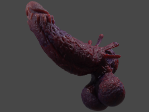 Fantasy Aboloth Demon Penis Rigged Modelo 3D