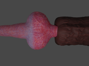 Knotted Dog Penis Sextoy Rigged Model 3D