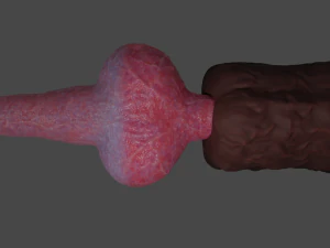 Knotted Dog Penis Sextoy Rigged 3D Model