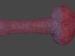 Knotted Dog Penis Sextoy Rigged Model 3D