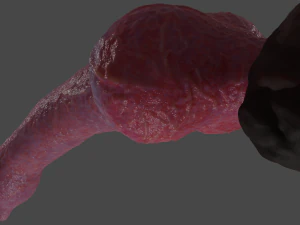 Knotted Dog Penis Sextoy Rigged 3D Model