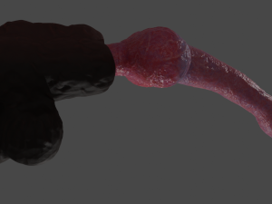 Knotted Dog Penis Sextoy Rigged Model 3D