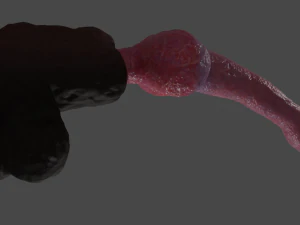 Knotted Dog Penis Sextoy Rigged 3D Model