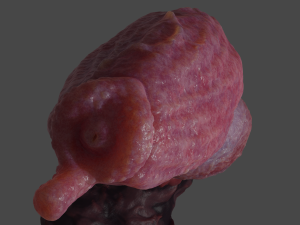 Fantasy Boris Dog Penis Sextoy Rigged Modello 3D