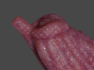 Fantasy Boris Dog Penis Sextoy Rigged Modello 3D
