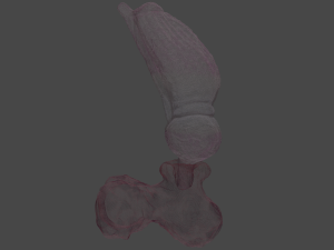 Fantasy Boris Dog Penis Sextoy Rigged Modello 3D