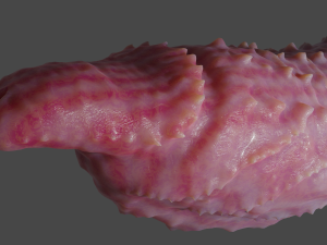 Fantasy Spiked Demon Penis Sextoy Rigged Modèle 3D