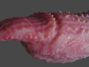 Sextoy &agrave; p&eacute;nis d&eacute;moniaque &agrave; pointes fantastiques truqu&eacute; Modèle 3D