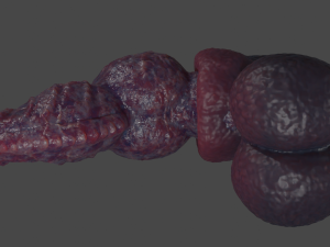 Drokillan Premium Dragon Penis Sextoy Rigged Model 3D