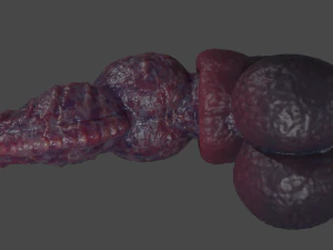 Drokillan Premium Dragon Pene Sextoy aparejado Modelo 3D