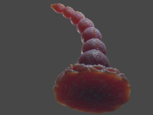 Alien Balls Penis Sextoy Rigged 3D Model