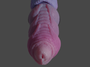 Nillo Dragon Penis Sextoy Rigged Modello 3D