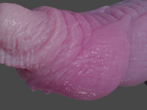 Nillo Dragon Penis Sextoy Rigged Modello 3D