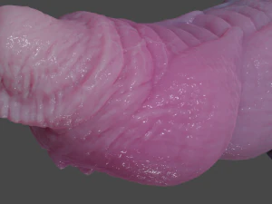 Nillo Dragon Penis Sextoy Rigged 3D Model