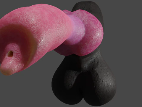 Dog Penis Lowpoly Rigged 3D Model