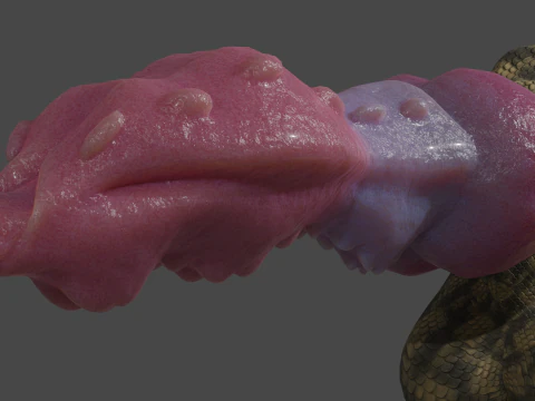 Dragon Penis Lowpoly Rigged 3D Model