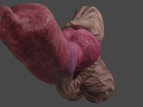 Big Dog Penis Lowpoly Rigged 3D Model
