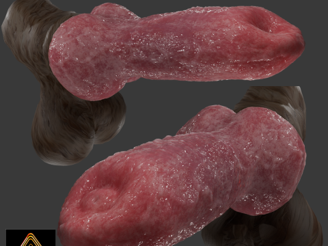 Dog Penis Rigged Modello 3D