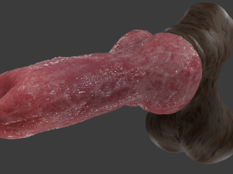 Dog Penis Rigged Modello 3D