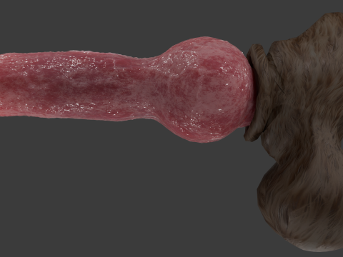 Dog Penis Rigged Modello 3D