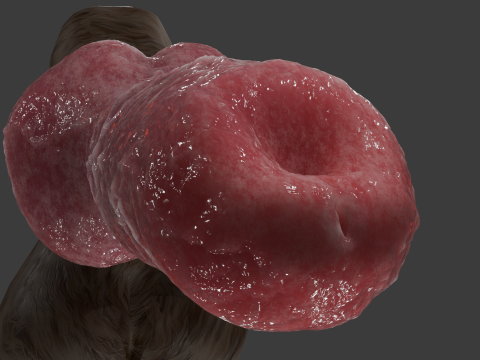 Dog Penis Rigged Modello 3D