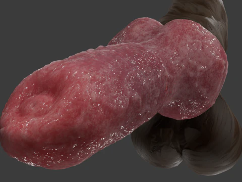 Dog Penis Rigged 3D Model