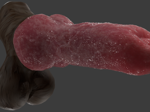 Dog Penis Rigged Modello 3D