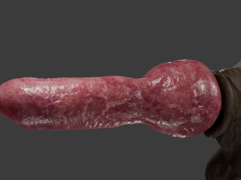 Dog Penis Rigged Modello 3D