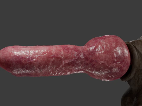 Dog Penis Rigged 3D Model