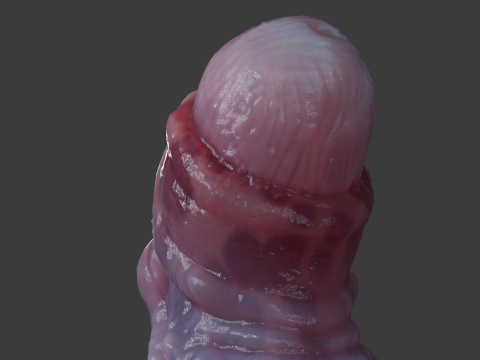 Jugran Penis Rigged 3D Model