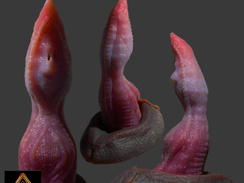 Velociraptor Penis Sextoy Rigged Modelo 3D