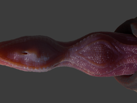 Velociraptor Penis Sextoy Rigged 3D Model