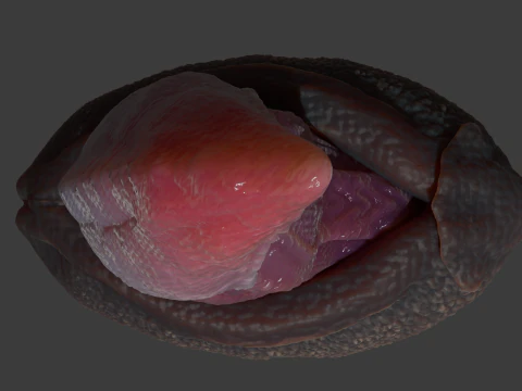 Velociraptor Penis Sextoy Rigged 3D Model