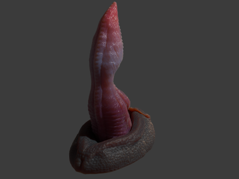 Velociraptor Penis Sextoy Rigged 3D Model