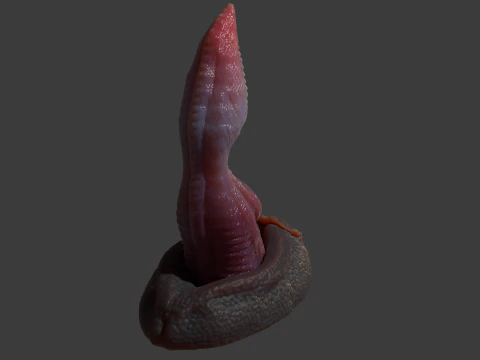 Velociraptor Penis Sextoy Rigged 3D Model