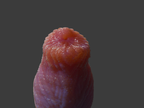 Allosaurus Dinosaur Penis Sextoy Rigged 3D Model