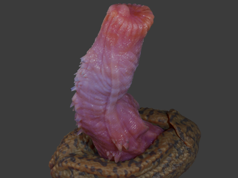 Allosaurus Dinosaur Penis Sextoy Rigged 3D Model