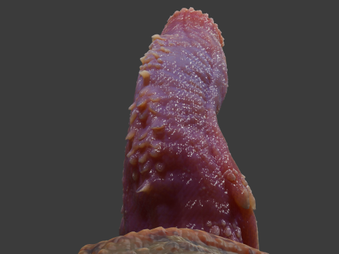 Allosaurus Dinosaur Penis Sextoy Rigged 3D Model