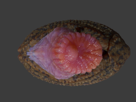 Allosaurus Dinosaur Penis Sextoy Rigged 3D Model