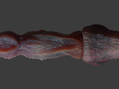 Fantasy Dragon Penis Kyugon Rigged 3D Model