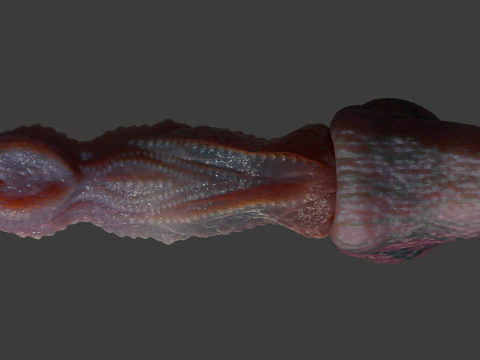 Fantas&iacute;a Drag&oacute;n Pene Kyugon Rigged Modelo 3D