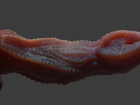 Fantas&iacute;a Drag&oacute;n Pene Kyugon Rigged Modelo 3D