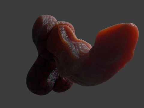 Fantas&iacute;a Drag&oacute;n Pene Kyugon Rigged Modelo 3D