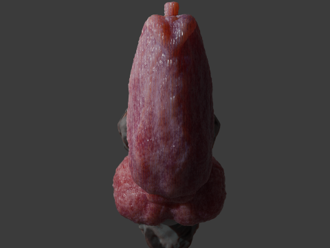 Krugish Monster Dog Penis Sextoy Rigged Modelo 3D
