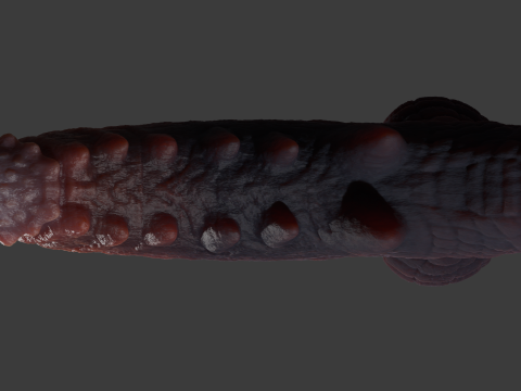 Frillorazx Dragon Penis Sextoy Rigged Model 3D