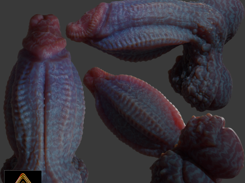 Gondronn Alien Penis Sextoy Rigged 3D Model