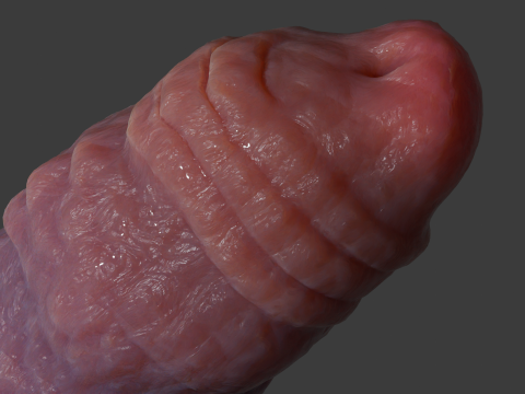 Nabad Dragon Penis Sextoy Rigged 3D-Modell
