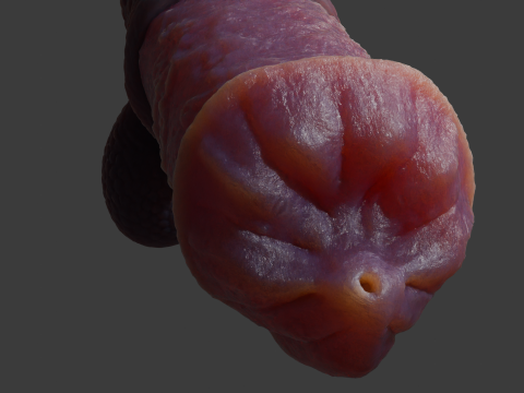 Hecarelion Dragon Horse Penis Sextoy Rigged 3D Model